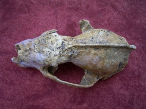Badger skull from the cave