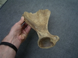 Scapula of Cervus elaphus