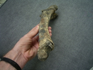 Red deer femur bone
