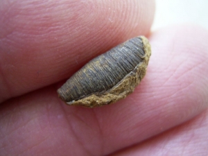 Insect Cocoon from cretaceous Triceratops carcass # 1