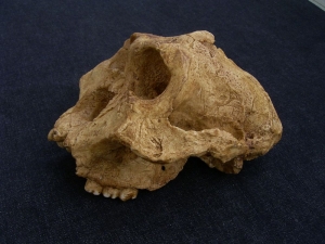 Australopithecus robustus SK 48