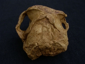 Australopithecus robustus SK 48