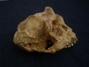 Australopithecus robustus SK 48