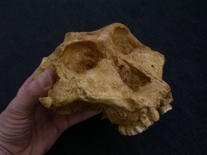 Australopithecus robustus SK 48