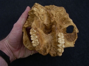 Australopithecus robustus SK 48