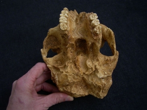 Australopithecus robustus SK 48