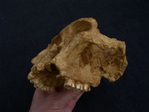 Australopithecus robustus SK 48