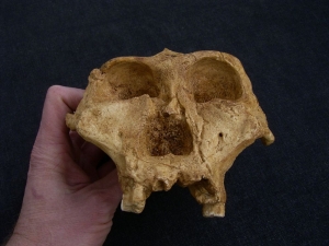 Australopithecus robustus SK 48