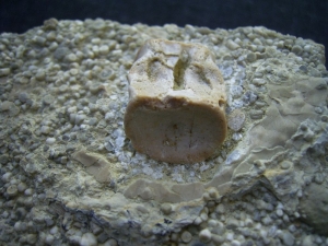 Nothosaur vertebra