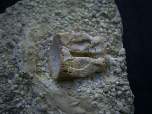 Nothosaur vertebra