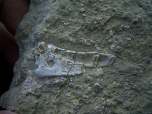 Kieferstück mit Zahn von ?Nothosaurus