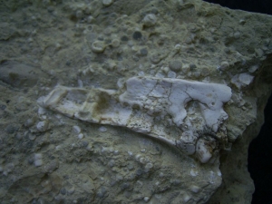 Kieferstück mit Zahn von ?Nothosaurus
