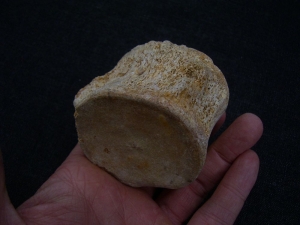 Plesiosaurus Wirbel aus der Kreidezeit