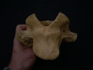 Giant deer Megaloceros skull part