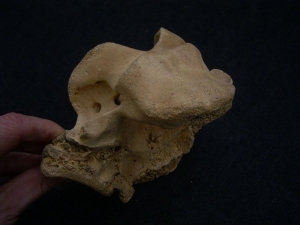 Giant deer Megaloceros skull part
