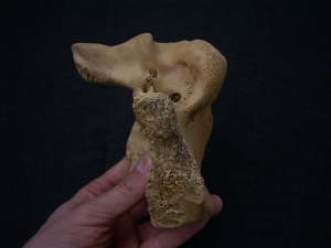 Giant deer Megaloceros skull part