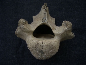 Megaloceros giant deer lumbar vertebra