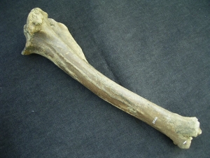 Megaloceros giant deer lower leg bone