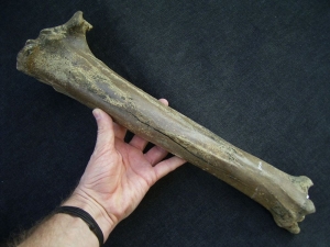 Megaloceros giant deer lower leg bone