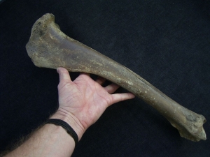 Riesenhirsch Megaloceros Unterschenkelknochen