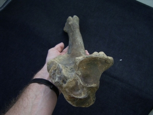 Riesenhirsch Megaloceros Unterschenkelknochen