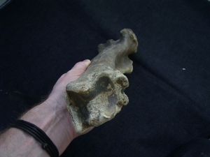 Megaloceros giant deer lower leg bone