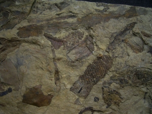 Museum Piece - Giant slab with many plant fossils like horsetails, cones etc.