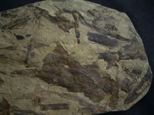 Museum Piece - Giant slab with many plant fossils like horsetails, cones etc.