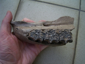 Wild horse skull part with three teeth