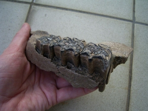 Wild horse skull part with three teeth