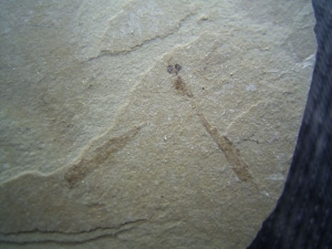 Insekt Tipula decrepita aus dem Eozän #3