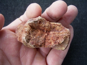 Sarcosuchus SuperCroc vertebra