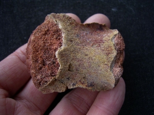 Sarcosuchus SuperCroc vertebra