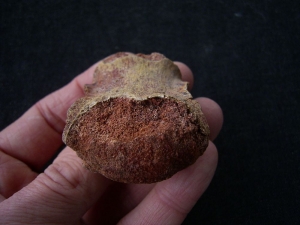 Sarcosuchus SuperCroc vertebra