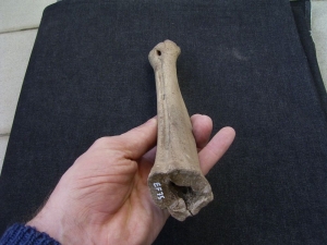 Megaloceros, Mittelfußknochen vom Baby-Riesenhirsch
