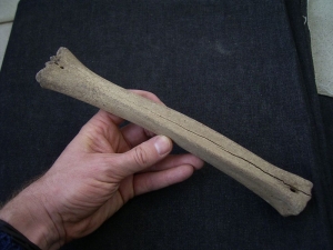 Megaloceros Metatarsal bone from a Baby animal
