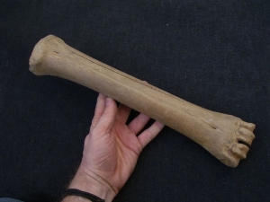 Megaloceros - giant deer Matacarpal bone