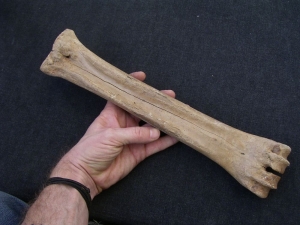 Riesenhirsch Megaloceros Mittelhand-Knochen