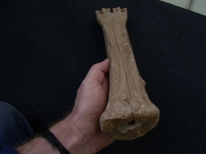 Riesenhirsch Megaloceros Mittelhand-Knochen