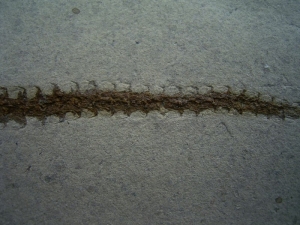 Salamander skeleton in top conservation, unusual location