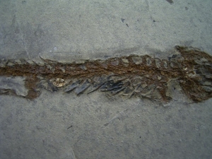 Salamander skeleton in top conservation, unusual location