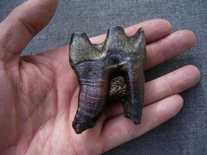 Nashorn Rhinoceros Zahn