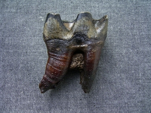 Nashorn Rhinoceros Zahn