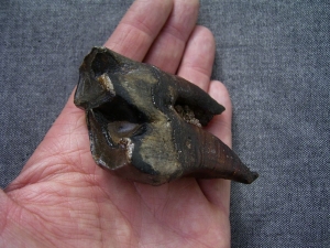 Rhinoceros tooth