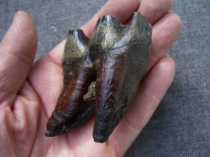 Rhinoceros tooth