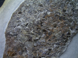 Gyrolepis, middle triassic fish in original nodule.