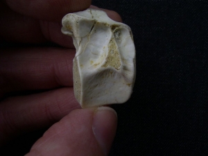 Tanystropheus isolated vertebra middle triassic