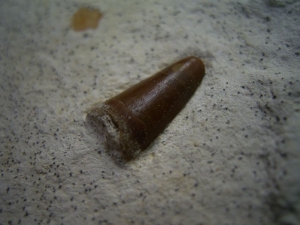 Cricosaur tooth, upper jurassic