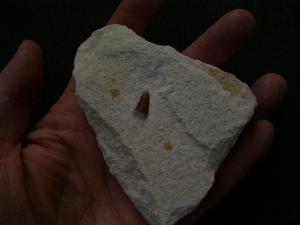 Cricosaurus Zahn aus dem oberen Jura