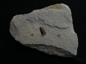 Cricosaur tooth, upper jurassic